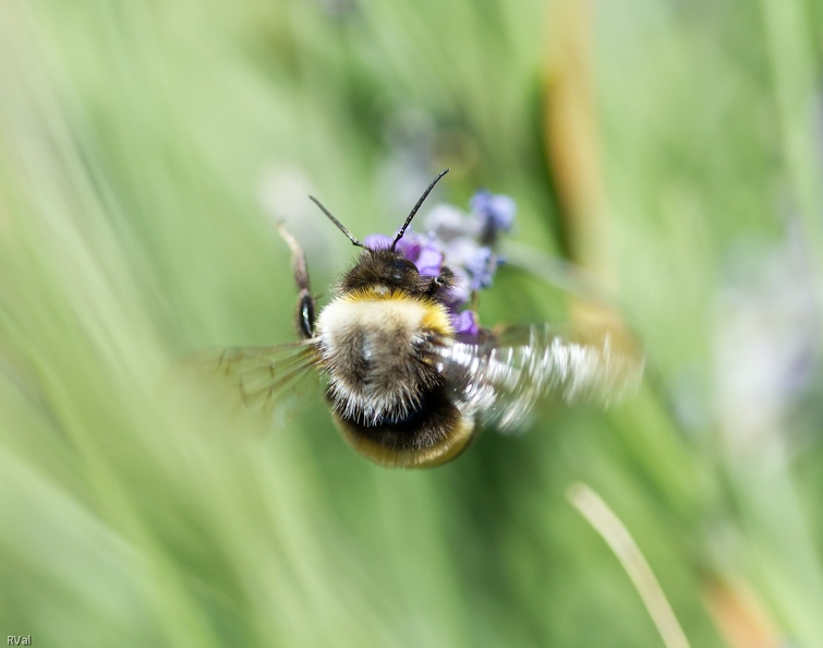 Agité, secoué, ébouriffé par le vent
En équilibre instable tout au bout de sa tige
Que ne ferait-il pas pour sa dose de nectar...
Accro à lavande.jpg