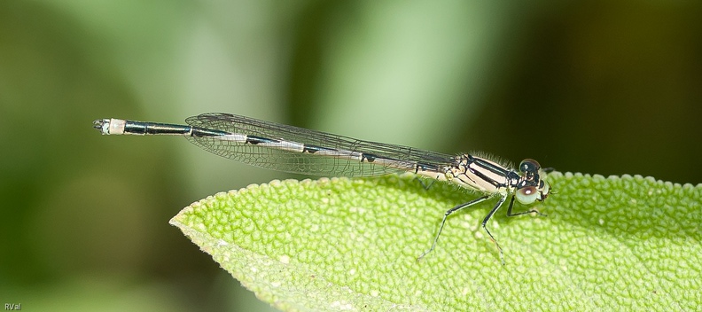 Silhouettes longilignes et robes chatoyantes
Les demoiselles pourraient prétendre au mannequinat
Formant un défilé à faire pâlir d’envie n’importe quel créateur
Fut-il de haute couture…
(Agrion sur feuille de sauge officinale) Défilé.jpg