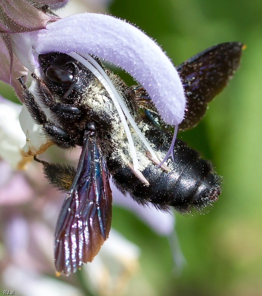 Un peu de botanique ? Non, non, ne fuyez pas ce ne sera pas long
L’abeille charpentière en collectant sa dime enclenche un mécanisme parfaitement rodé
La sauge sclarée en profite sans pudeur pour se livrer à sa parade amoureuse
Admirez au passage les étamines de la fleur tartinant leur semence sur le dos de l’abeille
Et cette langue fourchue qui au prochain passage s’inclinera gracieusement et viendra caresser par dos interposé un autre partenaire benefices mutuels.jpg