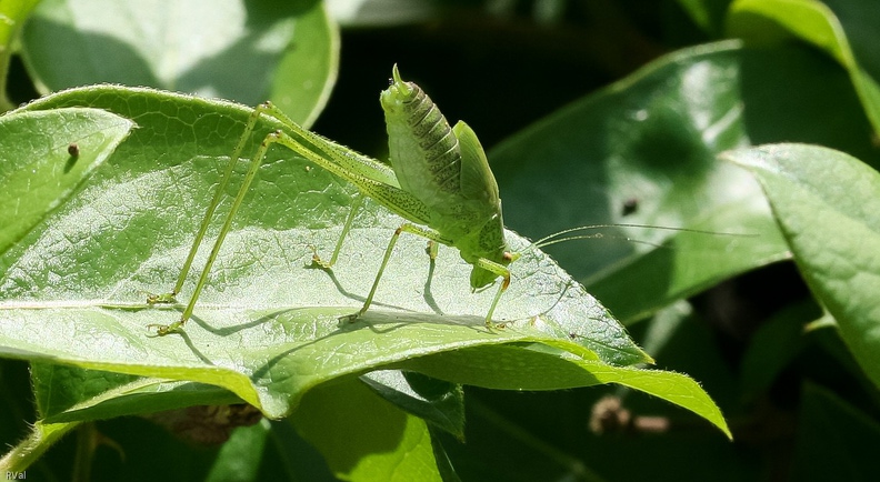 Ben quoi, ça vous amuse ?
Allez donc faire des pompes
Quand la nature vous a doté de pareilles « gambettes » tout à l’envers !
Gymnastique.jpg