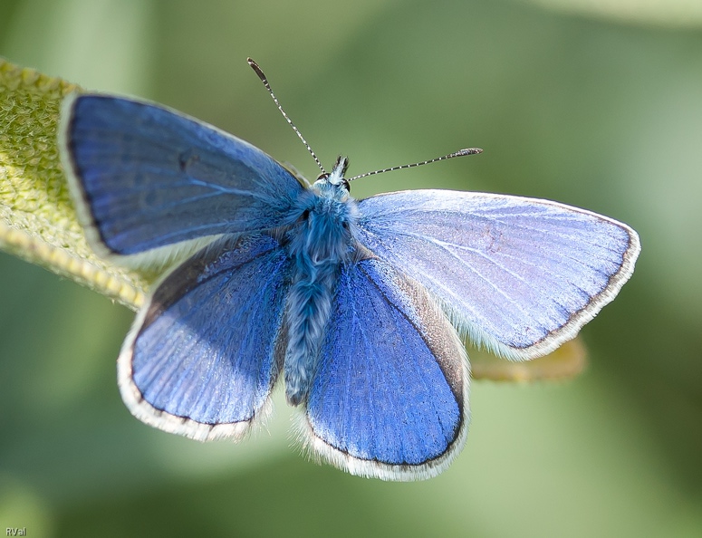La livrée du revers est sage dans ses tons de sable ponctué de points
Mais les ailes déployées, ce lycène nous livre une symphonie en bleu L\'argus en bleu.jpg