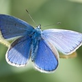 L'argus en bleu