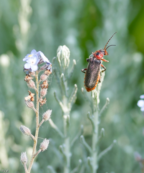 Peut-être cette rustique cantharide a-t'elle l'intuition
Fugitive et poignante de la brièveté de sa vie d’imago
(imago : stade final de l’insecte)
Melancolie.jpg