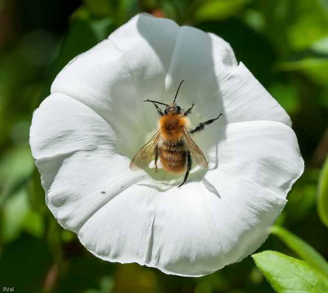 Beaucoup vous le diront, pour le jardinier qui se respecte
Le grand liseron est un cauchemar sur tige(s)
Le petit peuple n’est pas du tout du même avis
Je ne sais pas vous mais moi,
Je trouve que ce bourdon semble sauter de joie,
A moins qu'il n'esquisse quelques pas de rumba..!
Cauchemar pour les uns.jpg