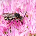 Ah ces abeilles-coucous !