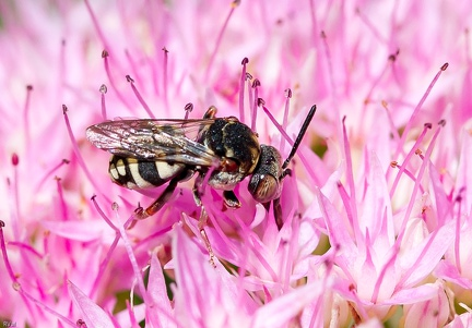 Ah ces abeilles-coucous !