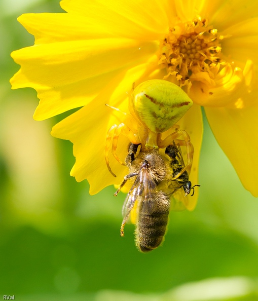 Cette araignée est bien embêtée : huit pattes ce n’est décidément pas assez
Quand il faut tout à la fois retenir les proies et rester sur une fleur qui ploie sous le poids
(Thomise ou misumène variable et son butin –abeille domestique et halicte- sur coréopsis)
Plein les pattes.jpg