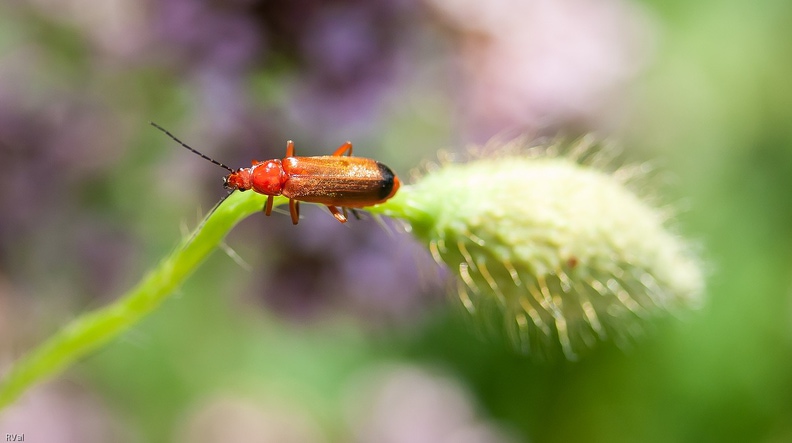 Parmi les funambules sur tige, les acrobates sans filet que compte le petit peuple
Cantharides, oedemères et cardinaux sont les plus doués du lot
Et ce n’est pas cette cantharide fauve sur sa tige de coquelicot qui me contredira
Les funambules.jpg