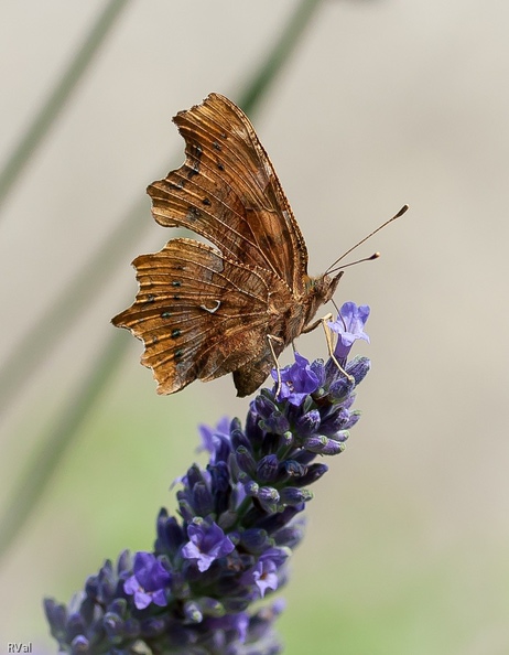 Difficile de le louper ce papillon qui répond au doux nom de Robert le diable
On le dirait tout droit sorti d’un jeu de découpage pour enfants
Et s’il subsiste un doute sur l’animal reste le C imprimé en blanc sur le revers des ailes
(Robert-le-diable ou plus techniquement Polygonia c-album sur lavande) Decoupe.jpg