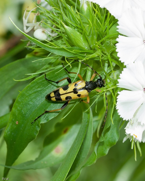 Après être venue voir qui s’en venait céans, la thomise a fui sans demander son reste
Cette lepture serait-elle si coriace ou si bien protégée par son armure tachetée
Que l’araignée ne puisse inscrire ce coléo à son menu du jour…
Trop coriace.jpg