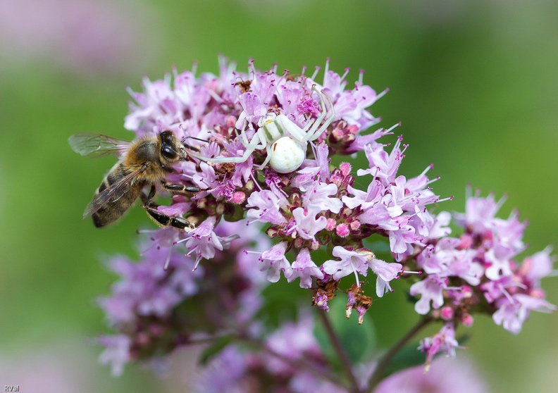 L’araignée est petite mais ne vous y fiez pas, une abeille n’est pas une proie difficile pour cette misumène
Non contente de pratiquer l’art du camouflage, changeant de robe au gré du terrain de chasse
La misumène sait paralyser ses proies, une morsure nette, un venin foudroyant et le gibier est acquis
Mais dans le cas présent la thomise fit ceinture, l’abeille s’est envolée avant d’être approchée
(Pour une autre histoire d’abeille et de misumène à la fin différente c'est par là)
Butineuse et prédateur.jpg