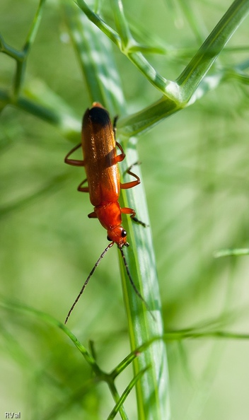 En toute simplicité, portrait de cantharide qu’au choix on peut nommer
Cantharide fauve, téléphore fauve ou si vous y tenez : rhagonycha fulva
(Pour voir son profil : « Vert tige »)
Portrait de fauve en vert.jpg