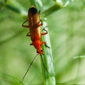 Portrait de "fauve" en vert