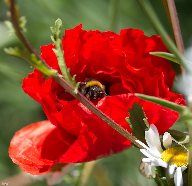 Cette photo exprime assez bien ce qu'est mon «jardin» : pas de parterres léchés composés sur papier, à tête reposée, et mis en œuvre « proprement »
Mais des sentiers sinueux cheminant dans la jungle de plantes indigènes ou bien expatriées mais jamais forcées le tout visité par une faune interlope : la vie quoi
Un seul petit bémol : allez donc composer une photo épurée au cadre dépouillé et à l'arrière-plan dégagé dans un pareil fouillis…
Typique.jpg