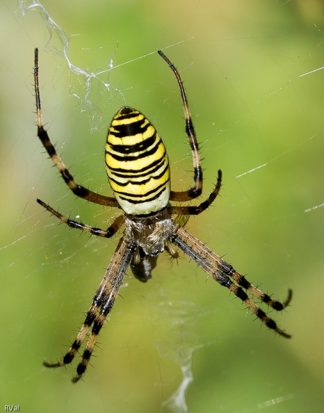 Prononcer rapidement «ONSYFAIT» en boucle : mon mantra personnel, ma ritournelle. On s’y fait sauf quand on ne fait pas attention
Et qu’on se prend l’argiope frelon de plein fouet ou qu’elle nous grimpe dans le pantalon
Et dans ces moments là, côté agitation, c’est pas le petit peuple qui assure le spectacle, ben non
Mais ONSYFAIT, ONSYFAIT à l'épeire fasciée ; à force de se le répéter ça deviendra vrai (Ben tiens on y croit ^_^) onsyfait.jpg