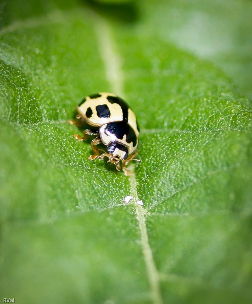 Pas de rouge, pas de ronds pour cette coccinelle
Mais une jolie robe moirée aux motifs carrés
(Coccinelle à quatorze points, les robes sont très variées) Oui à la différence.jpg