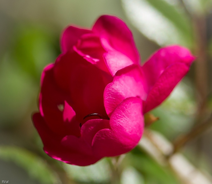 Dans un jardin vivant avoir l’œil peut parfois être salvateur
Mais ici rien à craindre, juste un petit forficule au frais dans une rose
Un ch’ti perce-oreilles laissant dépasser pinces bien recourbées : c’est un monsieur
Avoir l\'oeil.jpg