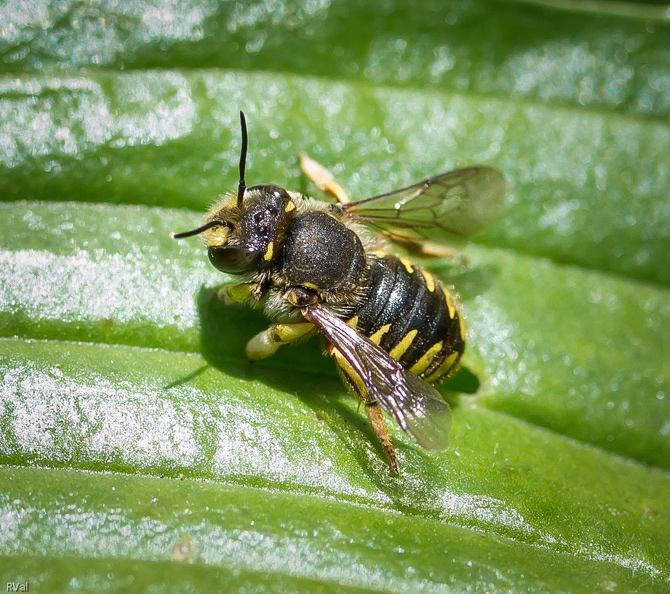 C’est que c’est fatigant la vie de « guerrier-anthidie » défendant sa contrée
Alors entre deux quadrillages de domaine et quelques attaques en piqué
Sur autres butineurs dont on lacère les ailes à grand renfort de contorsions
Une pause et puis c’est reparti plus agressif que jamais, sus aux envahisseurs
(Monsieur anthidie -à manchettes- a épines acérées au bout de l’abdomen dont il se sert pour attaquer à peu près tout ce qui n’est pas madame)
La pause du guerrier.jpg
