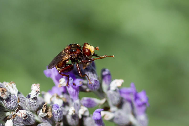 Cette mouche semble se frotter les pattes de satisfaction
Satisfaite, oui mais de quoi ? Ah ça…
Il ne reste plus qu’à laisser libre cours à votre imagination
(Sicus ferrugineus sur lavande)
Satisfaite.jpg