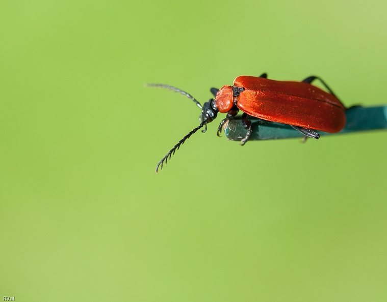 Sous ton promontoire, Cardinal, de vertes abysses
Et te voilà perplexe, hésitant avant de que de plonger
Choisissant finalement de prendre ton envol
Abyssal.jpg