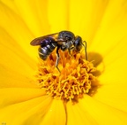 Stelis
