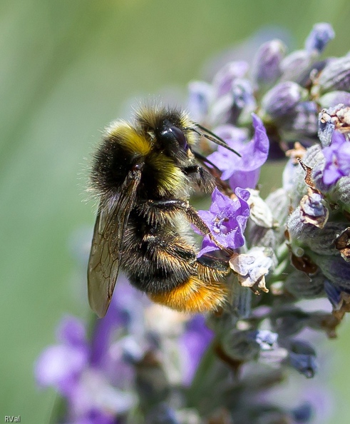 A priori nous voilà en présence d'un bourdon des pierres
Et plus exactement de monsieur bourdon des pierres
En plus de sa queue rousse, monsieur arbore collier jaune et tête décorée
Soit bombus lapidarius sur lavande Ribambelle de bourdons 9.jpg