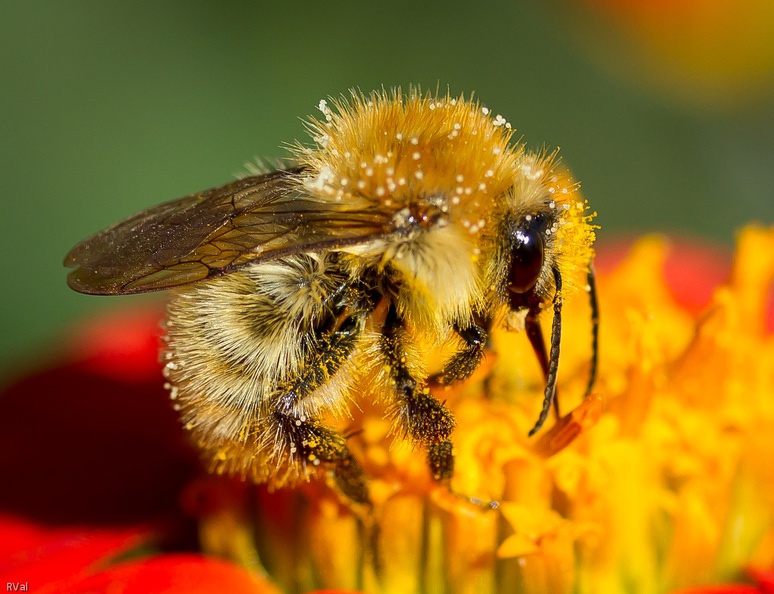 Gros plan sur le bourdon des champs
En cas de doute sur son identité, faites-lui tirer la langue
Si elle est d'une longueur extravagante, c'est bien lui !
(Bourdon des champs ou bombus pascuorum) Ribambelle de bourdons 15.jpg