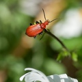 Tête rouge sur marguerite 5.jpg