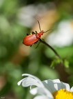 Tête rouge sur marguerite 5