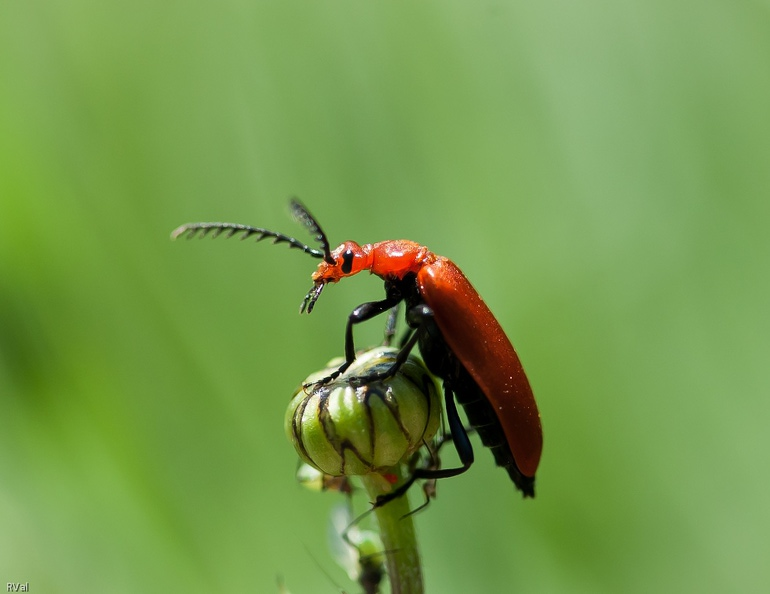 Tête rouge sur marguerite 4.jpg