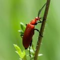 Tête rouge sur marguerite 3