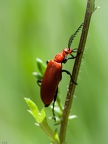 Tête rouge sur marguerite 3