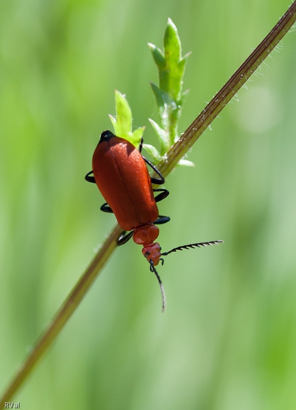 Une pause cardinal dans tes acrobaties sur tige ?
Ben non, un demi-tour en milieu de parcours
Histoire de repartir de plus belle vers les sommets Tête rouge sur marguerite 2.jpg