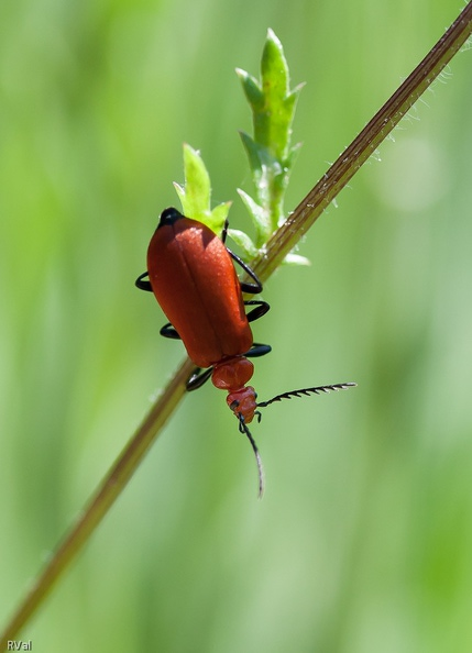 Tête rouge sur marguerite 2