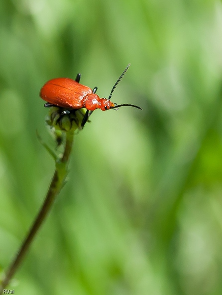 Il était une fois un pyrochroidé, cardinal à tête rouge de son état
Qui pour des raisons inconnues de moi-même-je avait choisi une marguerite en bouton
Et se mit vaille que vaille à tournicoter, crapahuter dans toutes les positions sur ce délicat support
Une telle constance et tant d'efforts valaient bien une petite série de portraits
(C'est d'ailleurs à lui que je dois Comme au spectacle ) Tête rouge sur marguerite 1.jpg