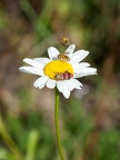 Simple marguerite