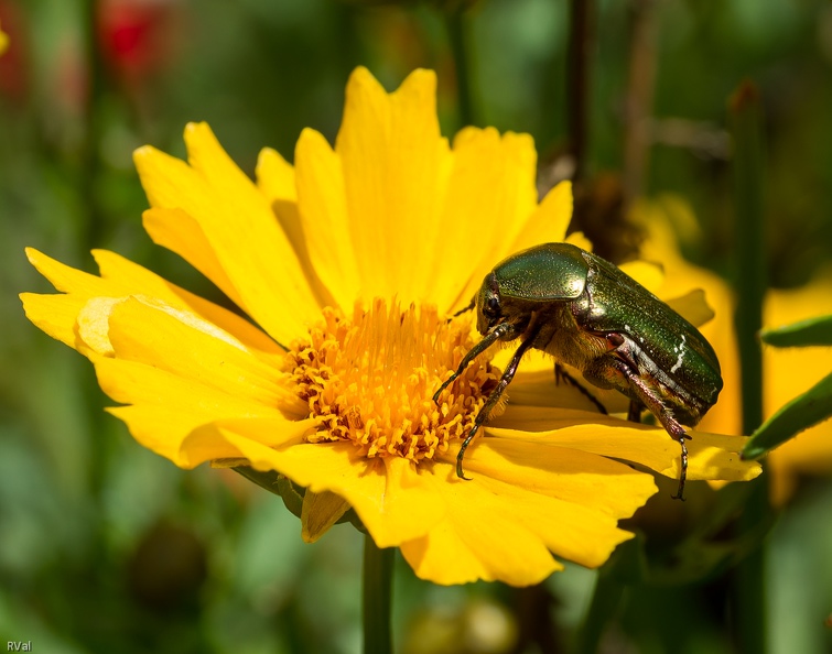 Peu d'insectes peuvent rivaliser avec la cétoine dorée
Poids lourd à l'armure verte parée d'or et de bronze
Catégorie poids lourds.jpg
