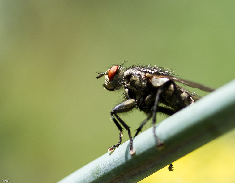 Et bien dis-moi la mouche quelle lippe !
A quel spectacle affligeant assistes-tu
Pour arborer pareille moue de dédain ?
(Mouche à damier sur tige d'aneth) La lippe.jpg