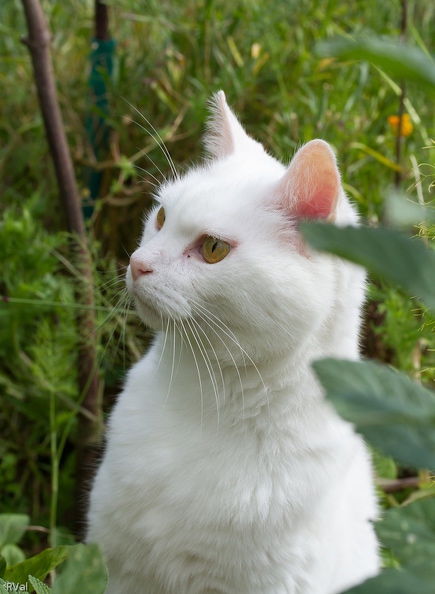Regard.jpg