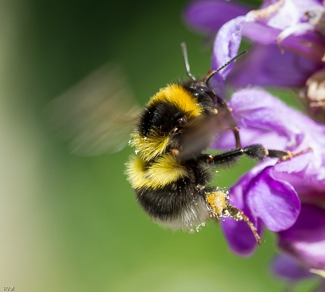 Mais que c'est bon de pouvoir mettre un nom sur un bourdon, si, si
Et que voici le bourdon des jardins, si vous préférez : bombus hortorum
Si ce spécimen ne jouait pas si vivement des ailes on pourrait voir qu'il a une bien longue langue Ribambelle de bourdons 20.jpg