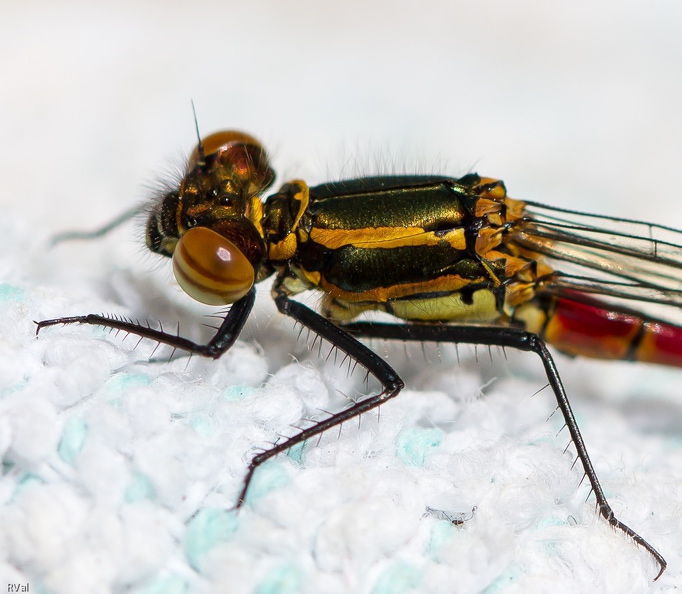 C’t’agrion m’a fait courir tout partout, rien à faire voulait pas se laisser tirer le portrait
De guerre lasse, m’en suis allée gratter la terre et là que voilà ?
Ben ma bestiole qui se pose sur mon chiffon de jardin trop propre là-dis-donc
Et de ne plus bouger, refusant obstinément de se poser ailleurs malgré mes sollicitations, scotché sur son bout de tissu l'animal !
Tant pis, de si jolies couleurs devraient bien supporter un fond si peu flatteur
(Agrion au corps de feu) Fatigantes bestioles.jpg