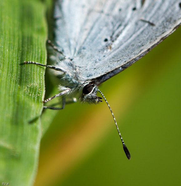 Et un gros plan sur le minois de l'azuré des nerpruns, le petit-bleu de nos jardins.
Son nom savant est bien joli aussi : celastrina argiolus Bouille d\'azuré.jpg