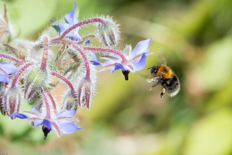 Et voici la formule 1 des bourdons, le plus rapide qu'il m'ait été donné de voir
Si on y ajoute ses couleurs : roux, noir, apex blanc ; je pense à bombus hypnorum
Allez ne soyons pas frileux, disons donc bourdon des arbres en approche de fleurs de bourrache Ribambelle de bourdons 25.jpg