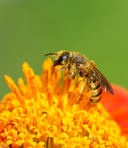 Coeur de tithonia.jpg