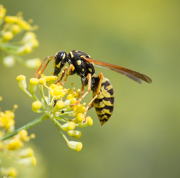 Je peux en témoigner moi qui ai partagé un coin de jardin avec eux, à deux pas de la maison
Son nid à ciel ouvert n’est guère envahissant et le poliste n’est pas de ces guêpes excitées qu’un rien dérange
Pas du genre pique-assiettes, silencieux et discrets, conciliants pour peu qu’on respecte leur intimité et ne s’incrustant pas d’une année sur l’autre
Franchement, il y a pire comme voisinage qu'une colonie de polistes…
Voisin pacifique.jpg
