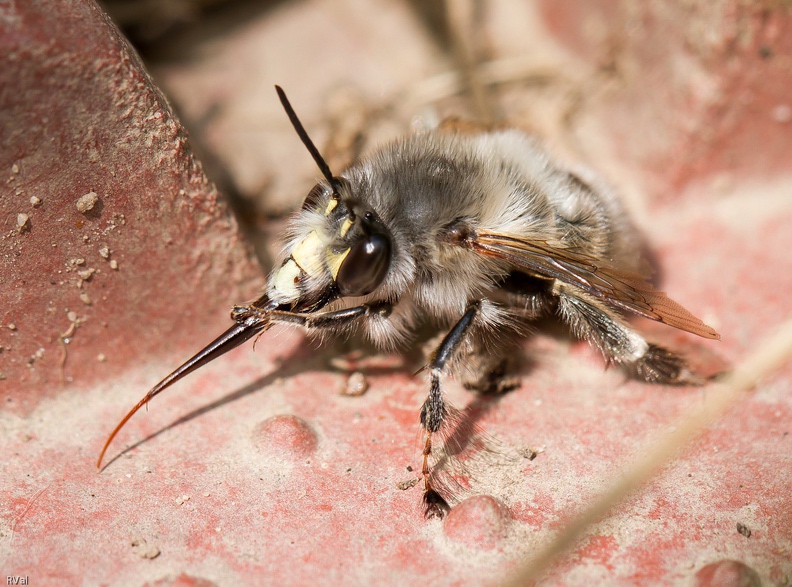 ...s’brossent les dents et puis d’autres qui se raclent la langue, chacun son truc
(anthophora plumipes mâle qui exhibe en plus de sa langue ses franges et pinceaux de poils sur patte médiane) Y\'en a qui.jpg