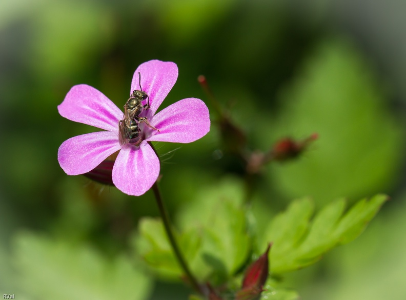 Ces herbes qu\'ont dit mauvaises 2.jpg