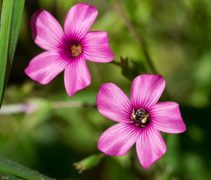 Dans l'oxalis