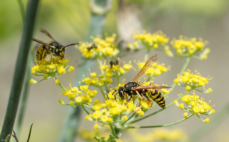 ... et champs de bataille : ça se castagne sec sur fleurs d'aneth
Lutte gréco-romaine, décapitations, corps à corps déchirants, bousculades musclées, spectacle assuré toute la journée
Quelques minutes après cette prise ces deux-là n'ont pas dérogé à la règle, guêpe et poliste se sont empoignés sévère : le changement dans la continuité
(Poliste à l'avant-plan, guêpe à gauche)
Paturages.jpg