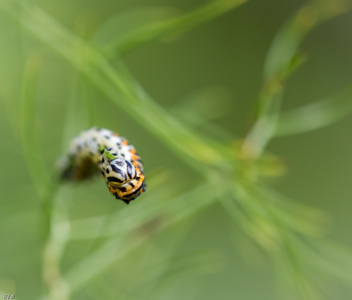 … Un brin de fenouil ?
Dit la jardinière à la chenille
(Chenille de machaon)
Vous reprendrez bien.jpg